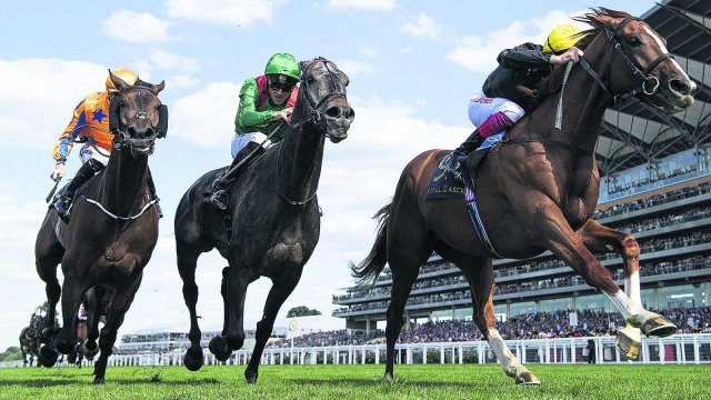 Ascot Race Horses