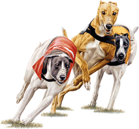 Racing Greyhounds